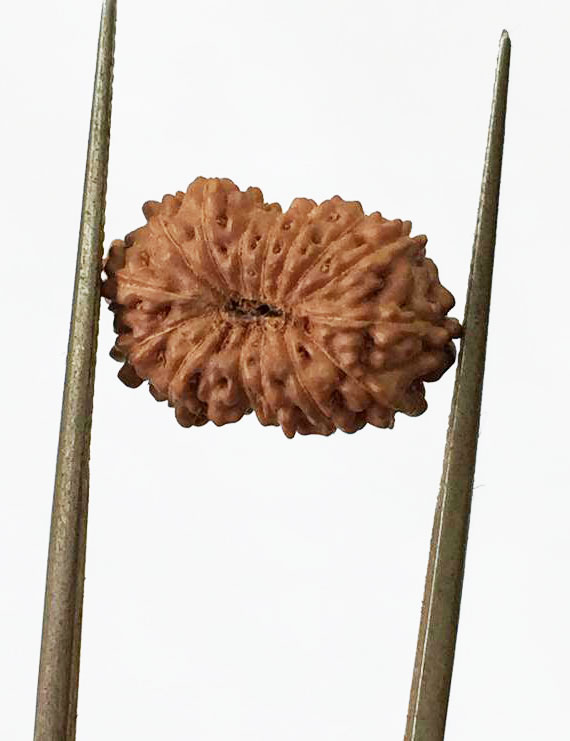 15 Mukhi Indonesian Rudraksha Size- 15.10 mm